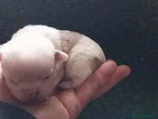 Chihuahua perros Chihuhuas - Anuncio 7