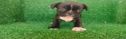 Bulldog Francés perros en venta: Bulldog francés  - Anuncio 5