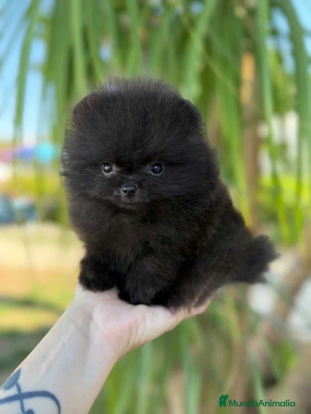 Pomerania perros en venta: Pomerania súper mini hijo campeones - Anuncio 1