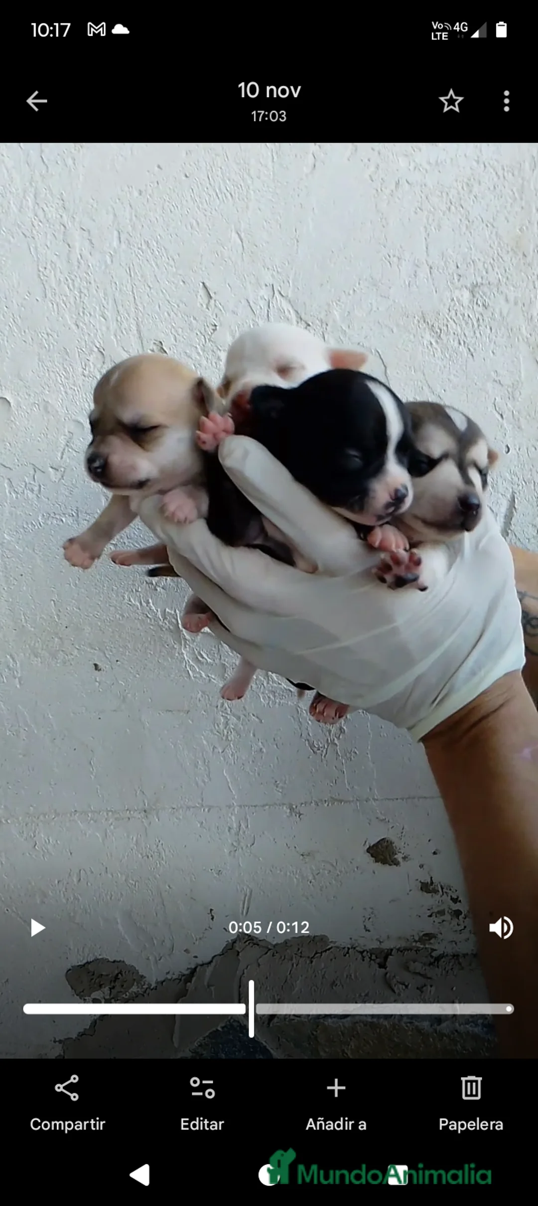 Chihuahua perros en venta: CHIHUAHUA MINI  - Anuncio 1