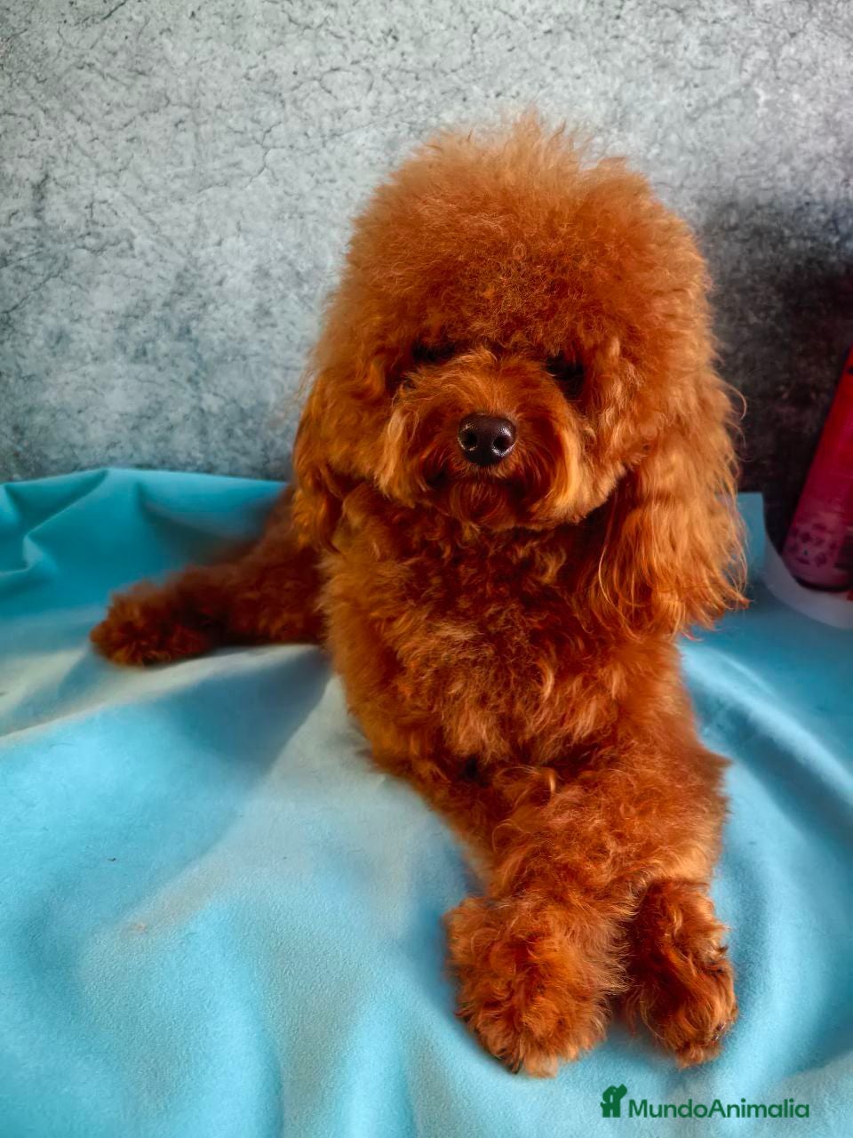 Caniche Toy perros Macho asiático red braun  - Anuncio 1