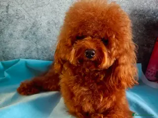 Caniche Toy perros Macho asiático red braun - Anuncio 1