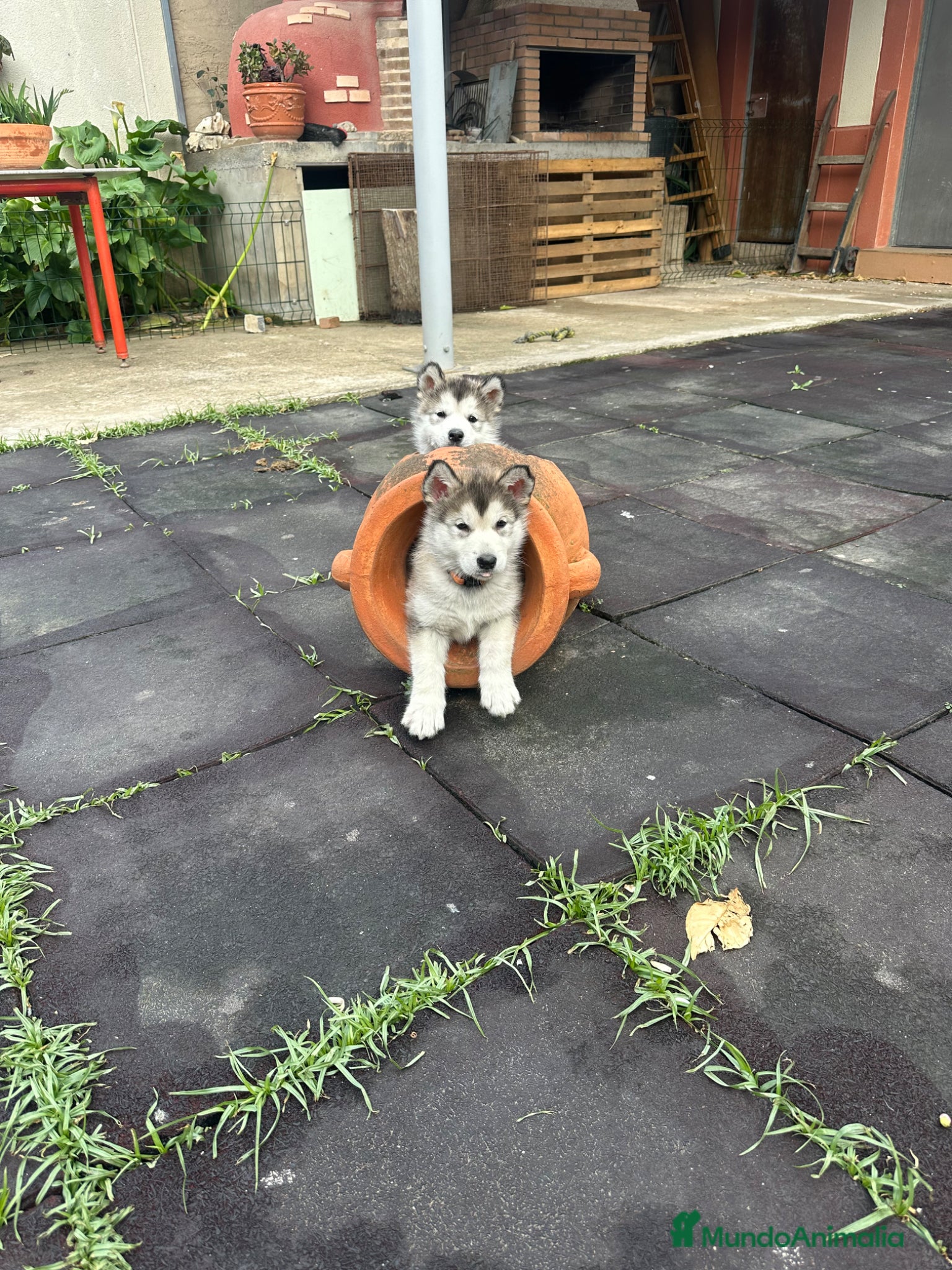Alaskan Malamute perros Cachorros alaskan disponibles - Anuncio 2