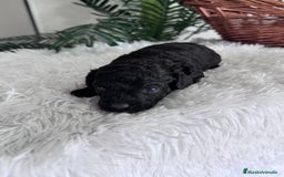 Caniche Toy perros en venta: CANICHE TOY MACHO - Anuncio 11