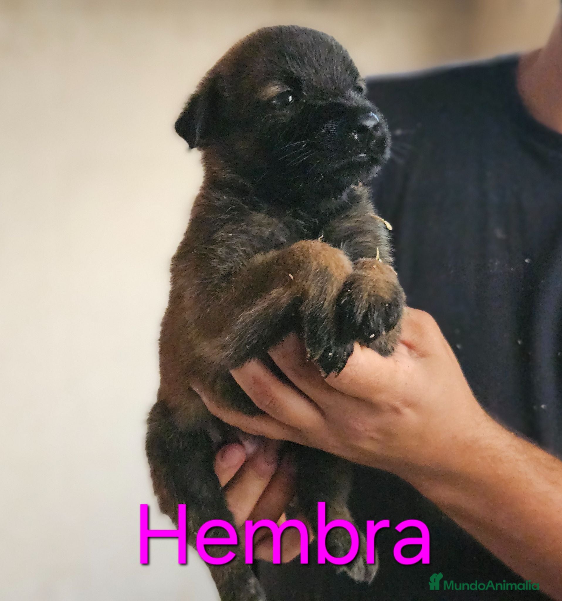 Pastor Belga Malinois perros Cachorros malinois - Anuncio 36