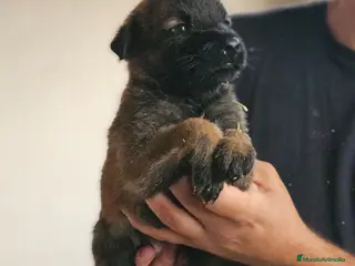 Pastor Belga Malinois perros Cachorros malinois - Anuncio 1