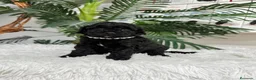 Caniche Enano perros en venta: CANICHES ENANAS HEMBRAS - Anuncio 15
