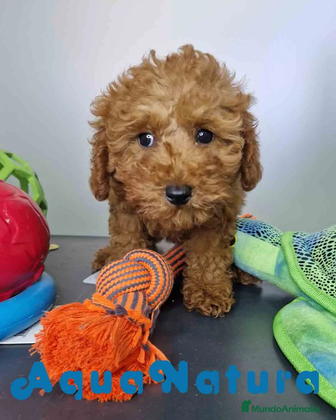 Caniche Enano perros en venta: Caniche Hembra DCD 5774 AQUANATURA - Anuncio 4