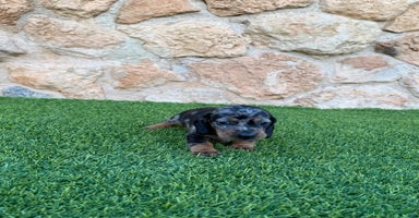 Teckel Miniatura perros - Anuncio 7
