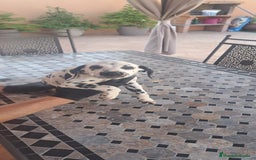 Dálmata perros en venta: Dalmatas - Imagen 10