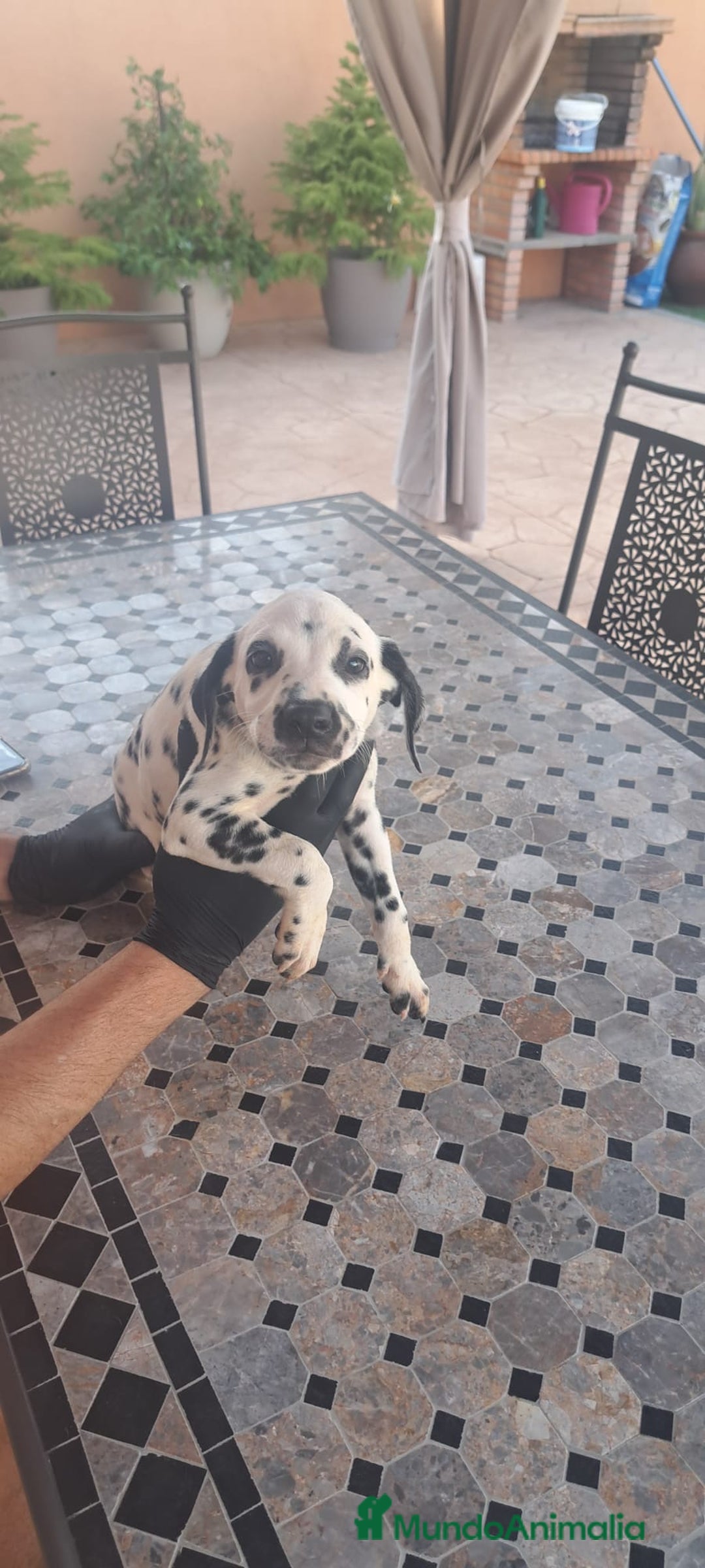 Dálmata perros en venta: Dalmatas - Imagen 10