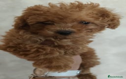 Caniche Toy perros en venta: Espectacular camada caniche toy  - Imagen 7