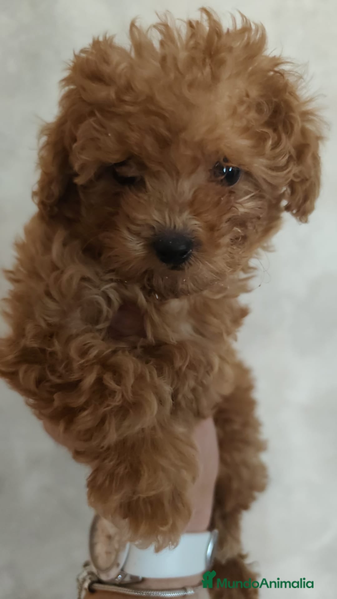 Caniche Toy perros en venta: Espectacular camada caniche toy  - Imagen 7