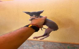 Sphynx gatos en venta: Cachorros de gato sphynx  - Imagen 2