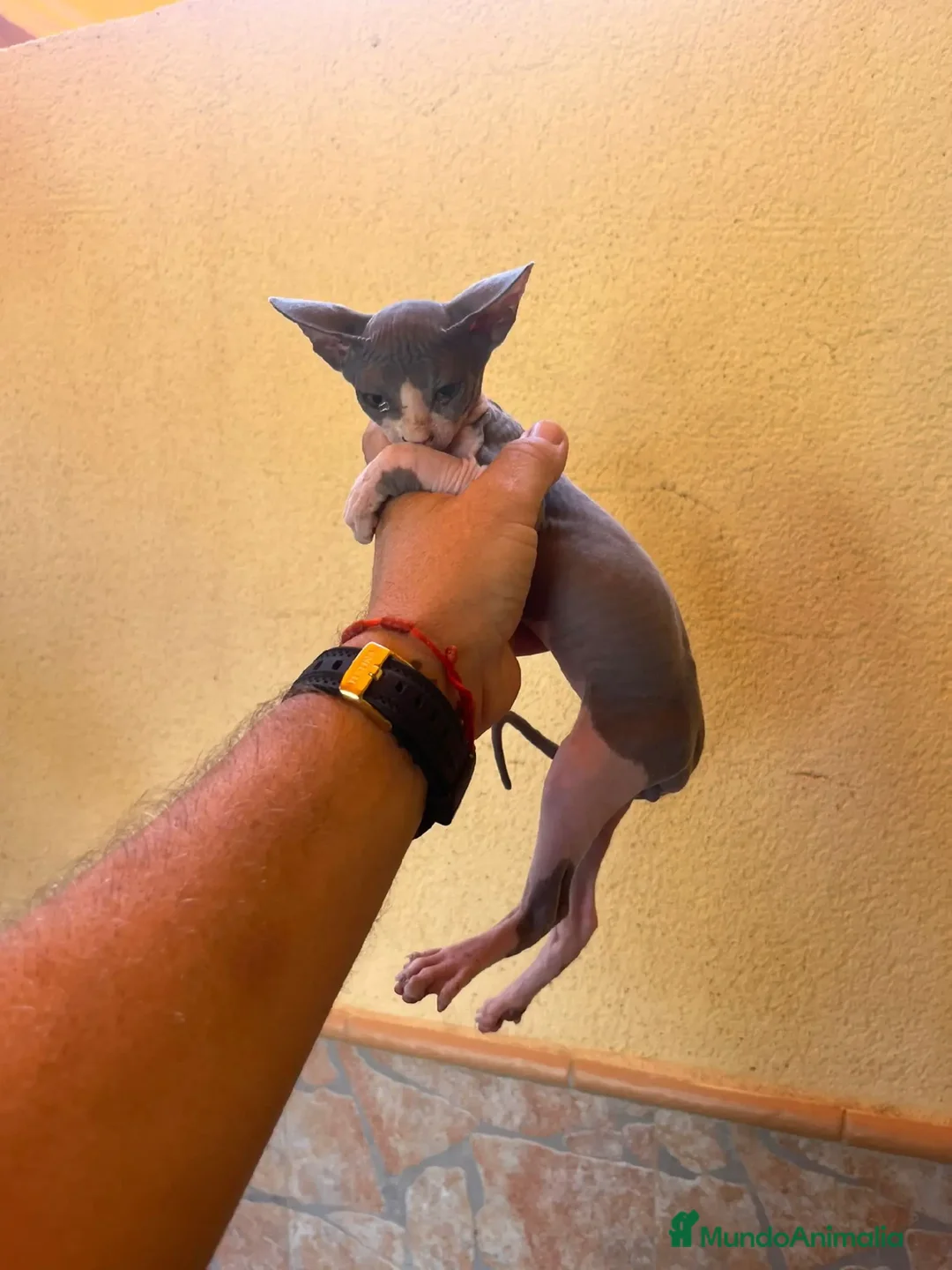 Sphynx gatos en venta: Cachorros de gato sphynx  - Imagen 2