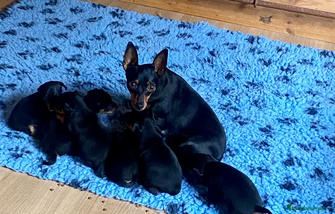 Pinscher Miniatura perros en venta: Pinscher miniatura - Anuncio 2