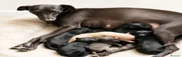 Pequeño Lebrel Italiano perros en venta: PEQUEÑO LEBREL ITALIANO (PICCOLO)  - Anuncio 2