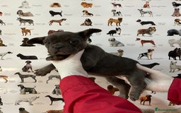 Bulldog Francés perros en venta: Camada bulldog francés blue - Imagen 1