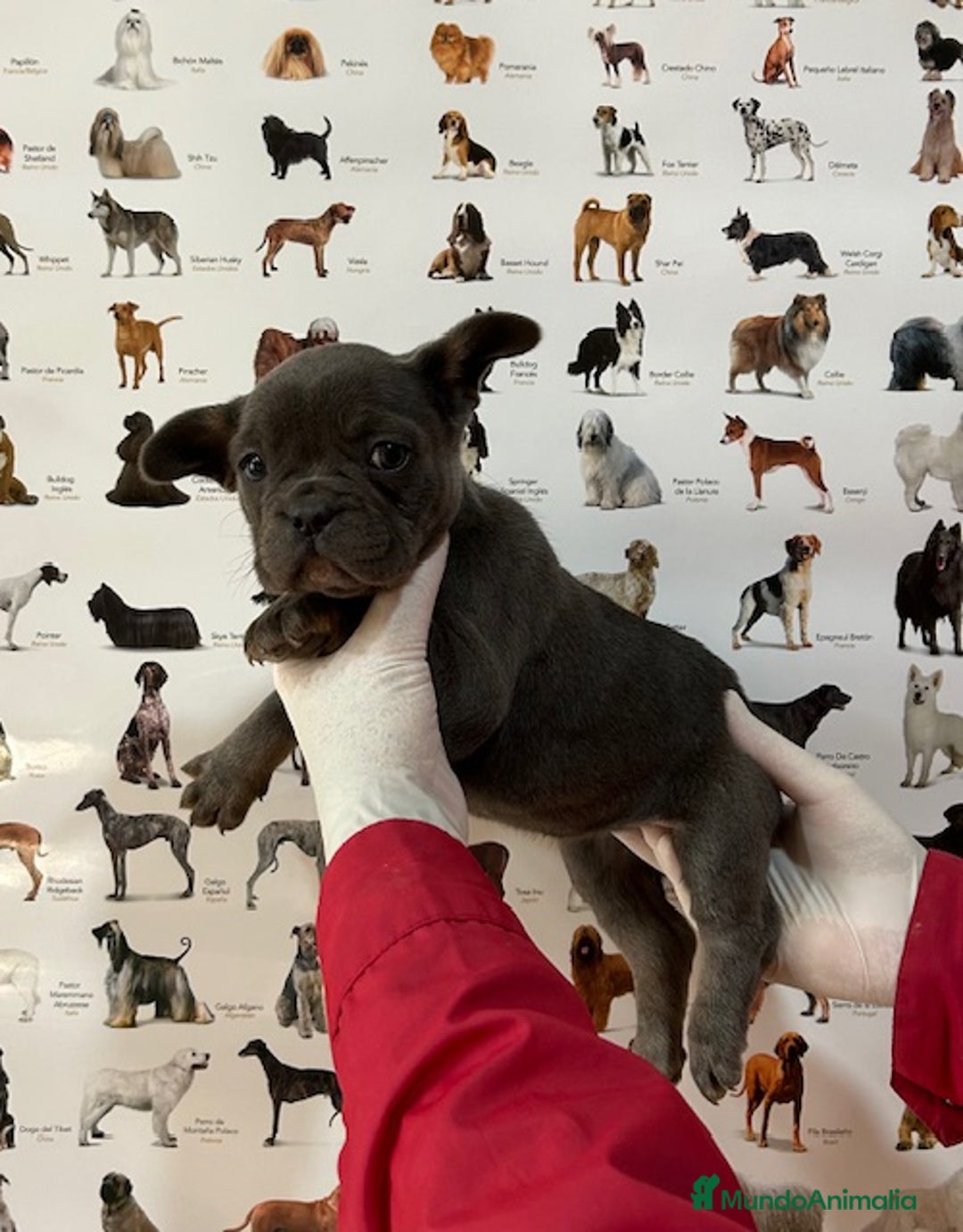 Bulldog Francés perros en venta: Camada bulldog francés blue - Imagen 1