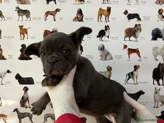 Bulldog Francés perros - Anuncio 24
