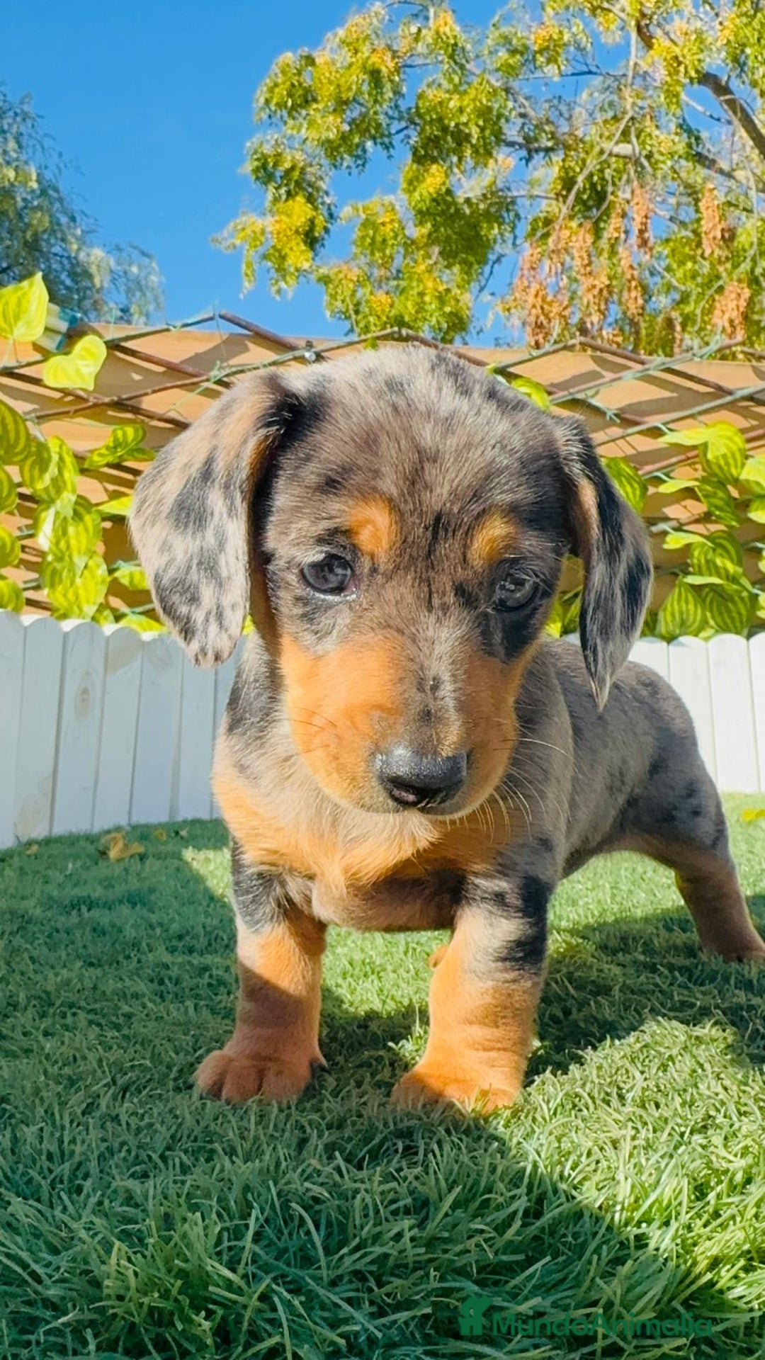 Teckel Miniatura perros en venta: Teckel miniatura hembra - Anuncio 16