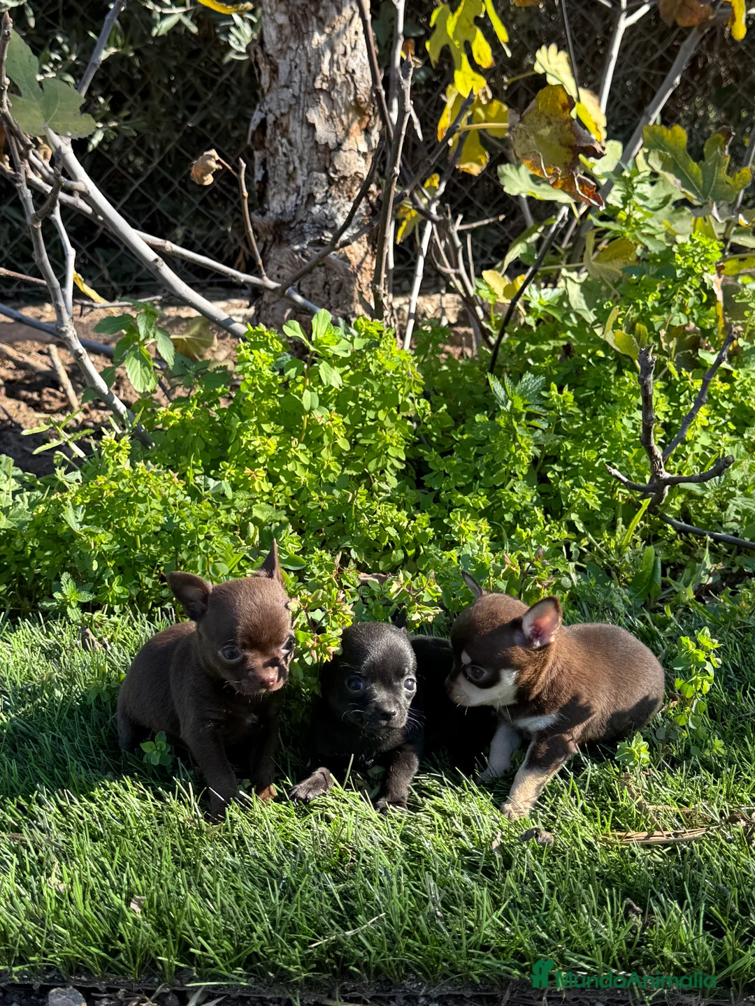 Chihuahua perros en venta: CHIHUAHUAS MINI - Anuncio 2