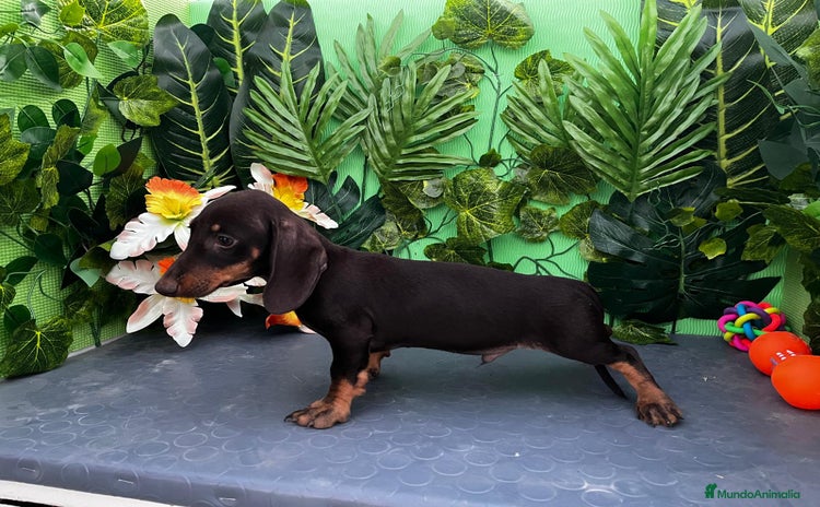 Teckel Miniatura perros - Propaganda 7