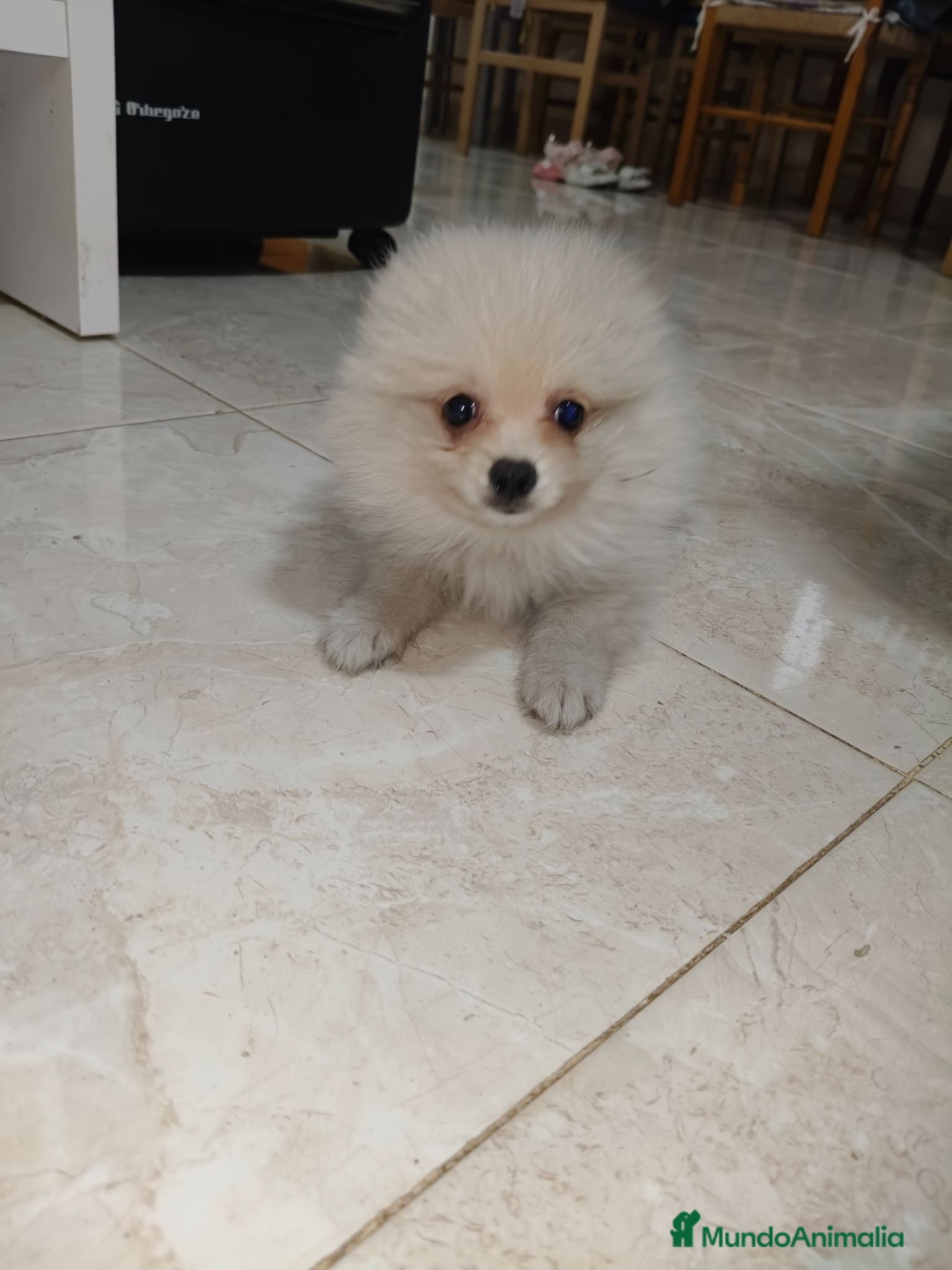 Pomerania perros Pomerania Toy - Anuncio 1
