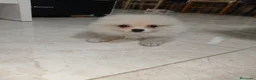 Pomerania perros en venta: Pomerania Toy - Anuncio 2