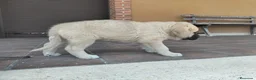 Mastín Español perros en venta: Mastin  - Anuncio 4