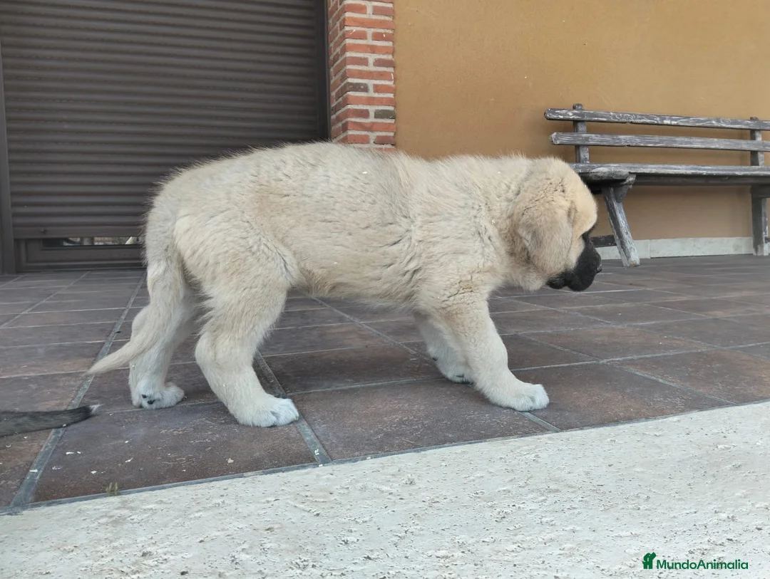 Mastín Español perros en venta: Mastin  - Anuncio 4