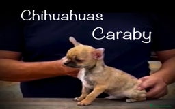 Chihuahua perros en venta: Benidorm CARABY CHIHUAHUAS  en Alicante - Imagen 1