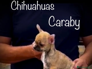 Chihuahua perros Benidorm CARABY CHIHUAHUAS en Alicante - Anuncio 1