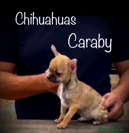 Chihuahua perros Benidorm CARABY CHIHUAHUAS en Alicante - Anuncio 1