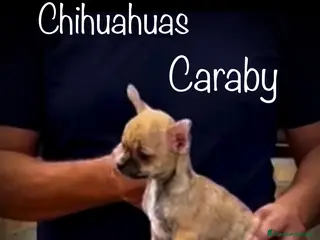 Chihuahua perros Benidorm CARABY CHIHUAHUAS - Anuncio 1