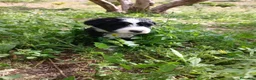 Otras razas perros en venta: AUSTRALIAN WATER DOG - Anuncio 17