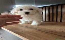 Bichón Maltés perros en venta: Bichon maltés  - Imagen 4