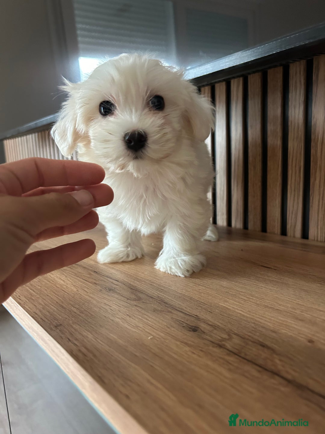 Bichón Maltés perros en venta: Bichon maltés  - Imagen 4