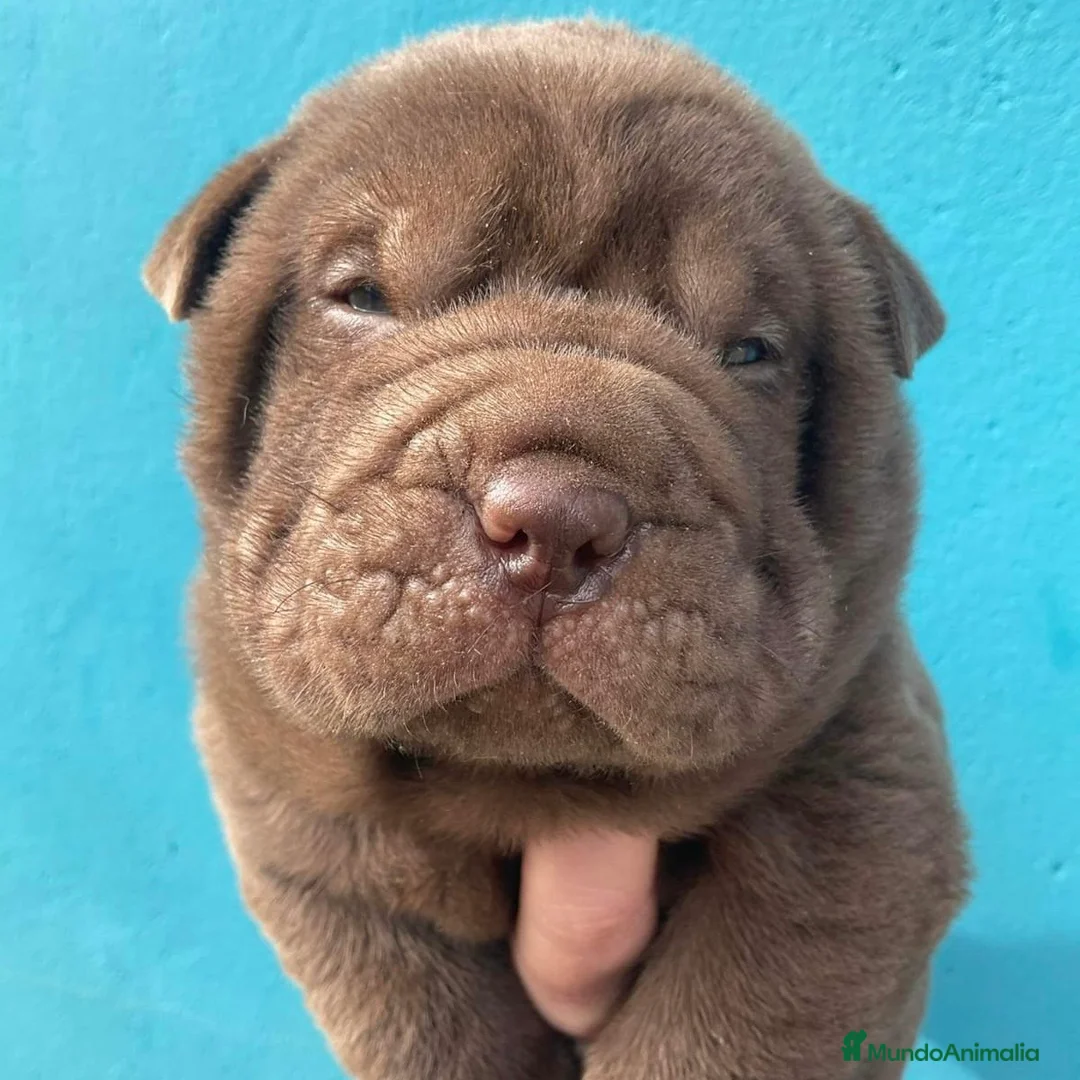 Shar Pei perros en venta: Shar Pei - Anuncio 1