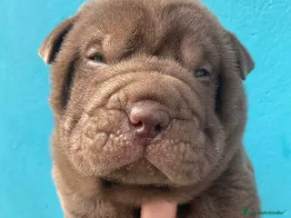 Shar Pei perros Shar Pei - Anuncio 3