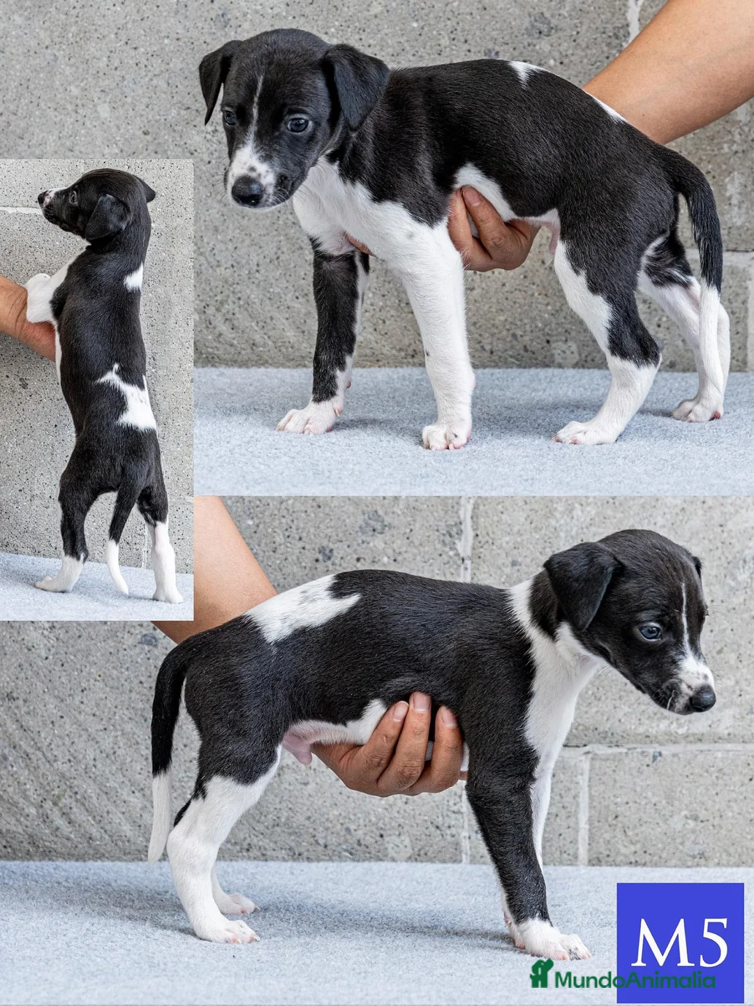 Whippet perros en venta: WHIPPET TARRAGONA  en Ciudad Real - Anuncio 3