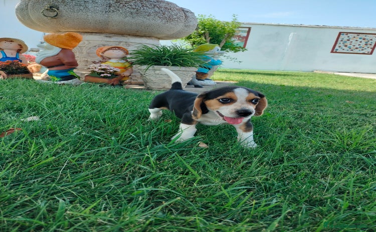 Beagle perros - Propaganda 2