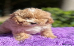 Maltipoo perros en venta: MALTIPOO DISPONIBLES - Imagen 2