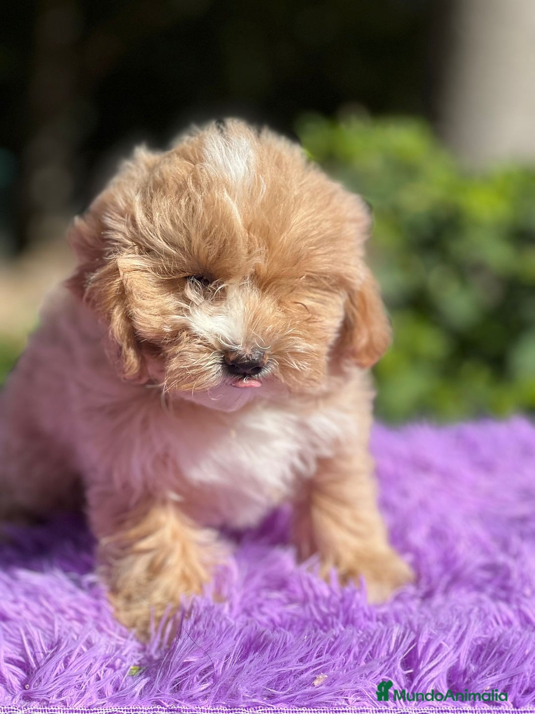 Maltipoo perros en venta: MALTIPOO DISPONIBLES - Imagen 2