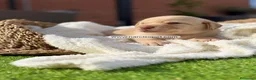 Labrador Retriever perros en venta: LABRADOR MACHO - Anuncio 7