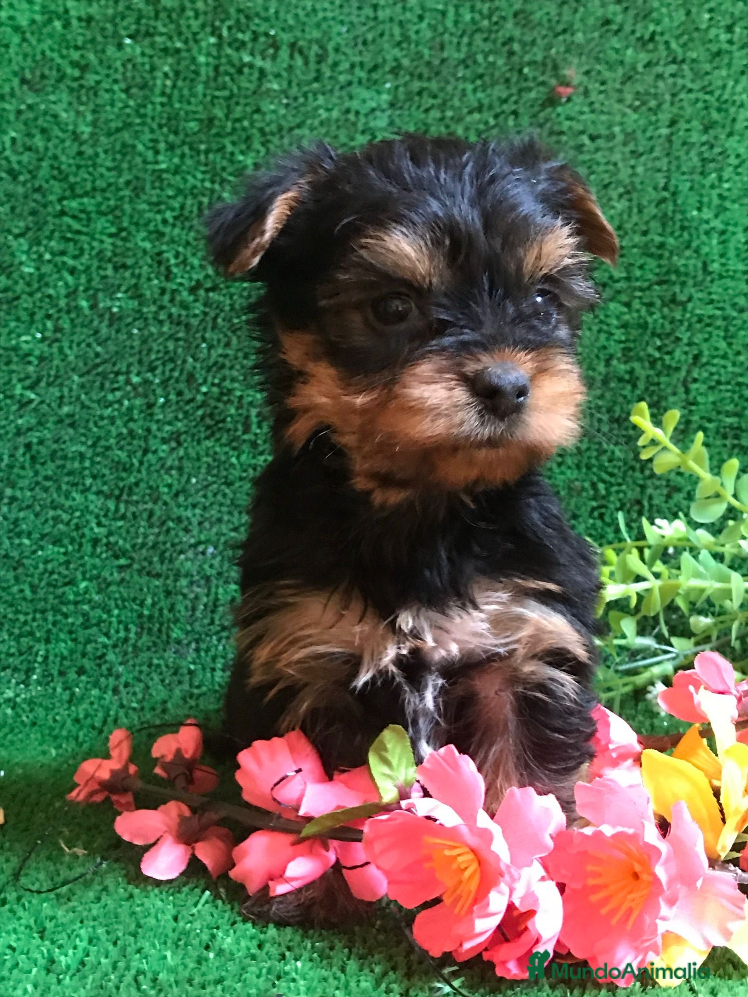 Yorkshire Terrier perros YORKSHIRE CACHORROS SOCIALIZADOS !!!!!!!!!!! - Anuncio 2