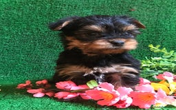Yorkshire Terrier perros en venta: YORKSHIRE CACHORROS SOCIALIZADOS !!!!!!!!!!! - Anuncio 2
