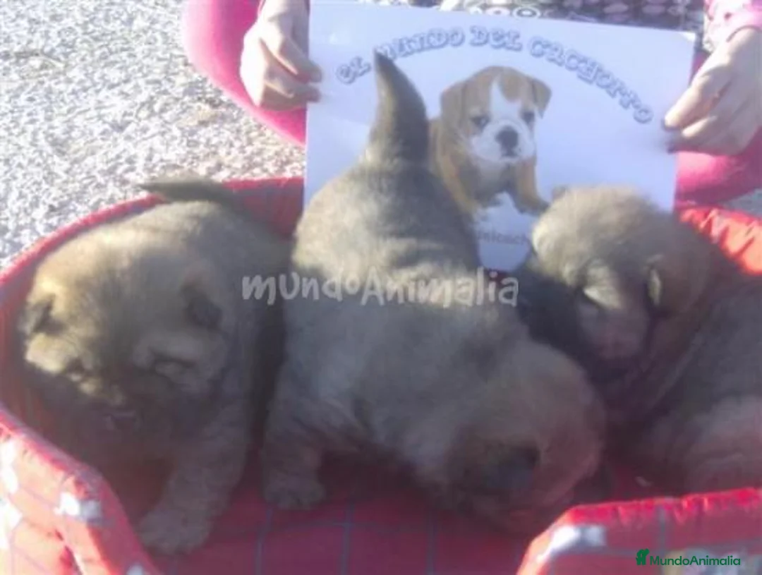 Imagen de galería {{count}}