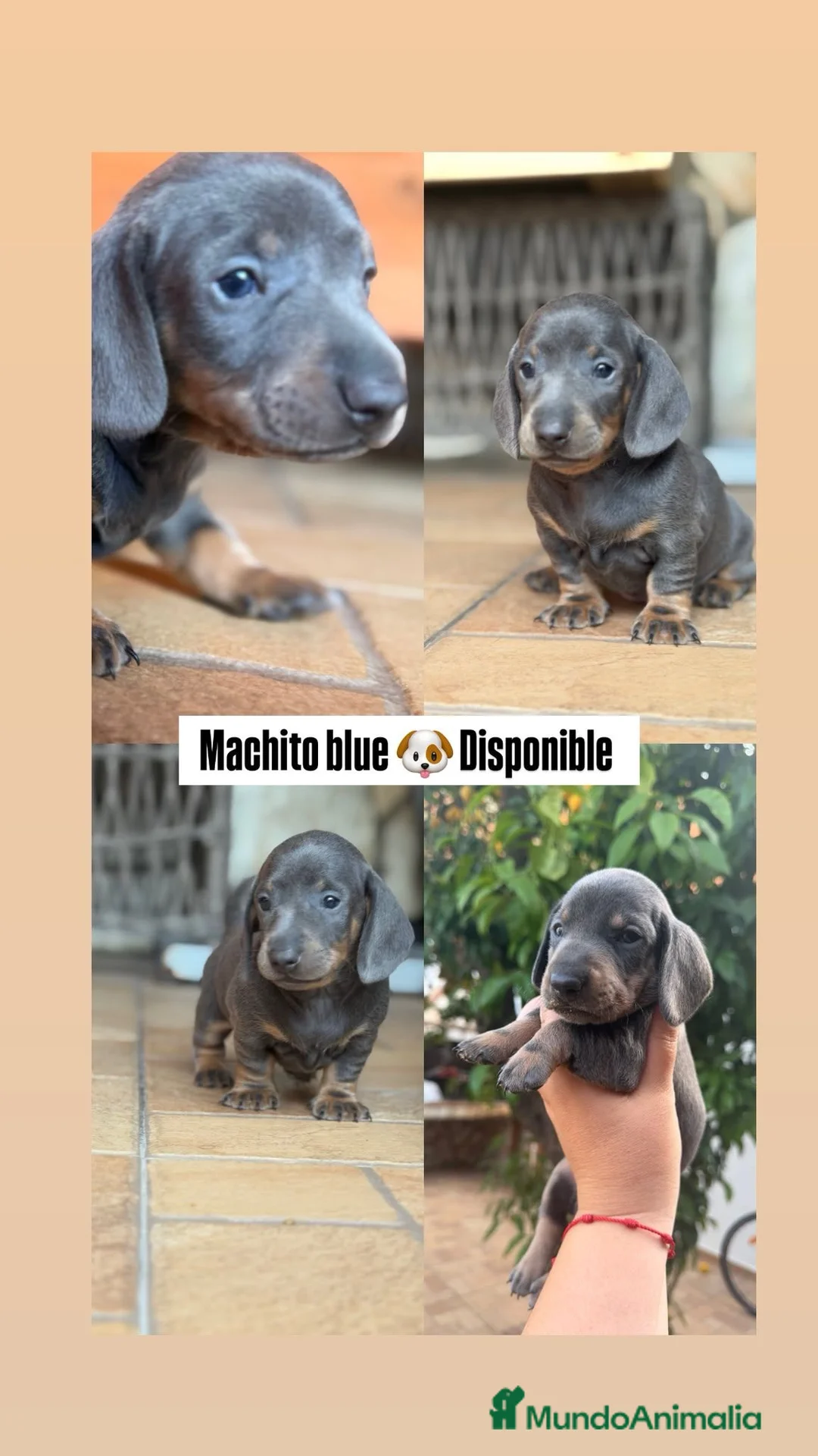 Teckel Miniatura perros en venta: Teckel Miniatura blue - Anuncio 2