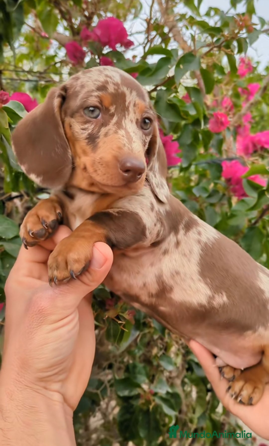 Teckel Miniatura perros en venta: Teckels miniatura  - Anuncio 2